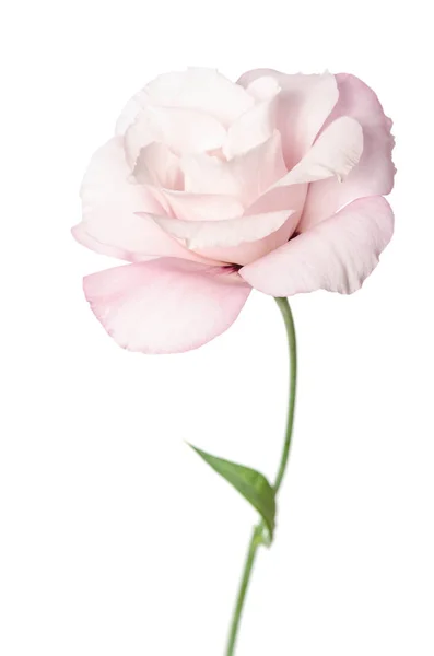 Gyönyörű Eustoma Virág Elszigetelt Fehér Háttér — Stock Fotó