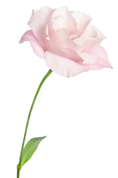 Bellissimo Fiore Eustoma Isolato Sfondo Bianco — Foto Stock