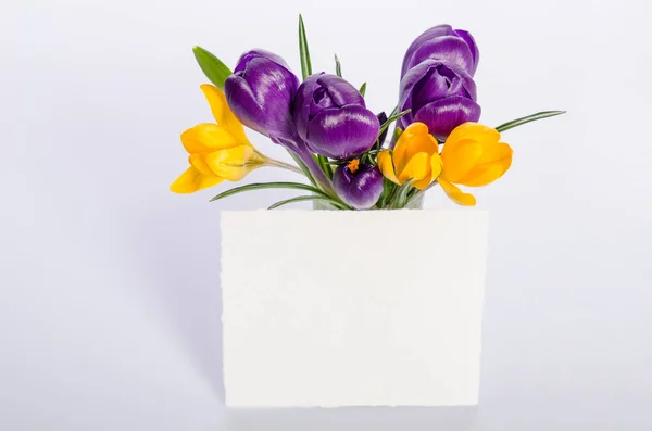 本文の紙のカードを黄色と紫のクロッカスの美しい花束 — ストック写真