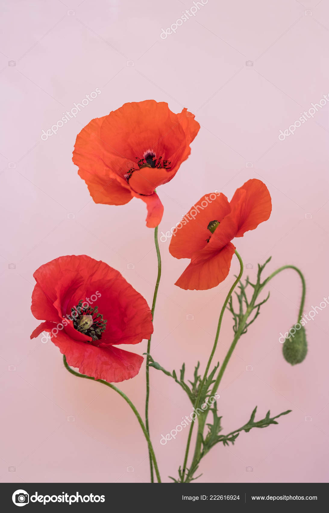 Beautiful Red Poppies Bouquet Pink Background Stock Photo C Soyka564 Beautiful Red Poppies Bouquet Pink Background Stock Photo C Soyka564