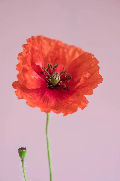 美丽的红色罂粟与它的芽粉红色背景 — 图库照片