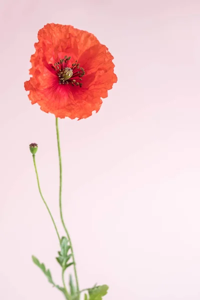 Hermosa Amapola Roja Con Brote Sobre Fondo Rosa —  Fotos de Stock