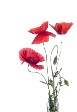 Kırmızı gelincikler beyaz arkaplanda izole edilmiş