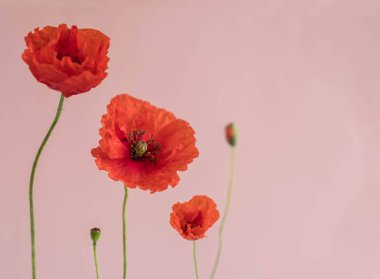 Pembe bir arka plan üzerinde onun tomurcukları ile güzel kırmızı haşhaş