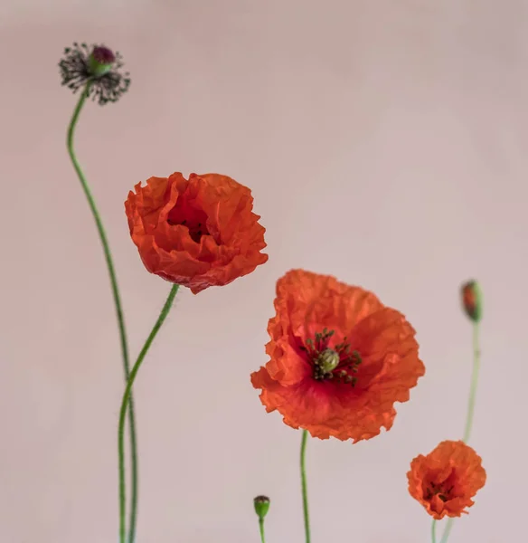 美丽的红色罂粟与它的芽在粉红色的背景 — 图库照片