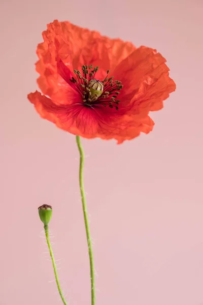 美丽的红色罂粟与它的芽粉红色背景 — 图库照片