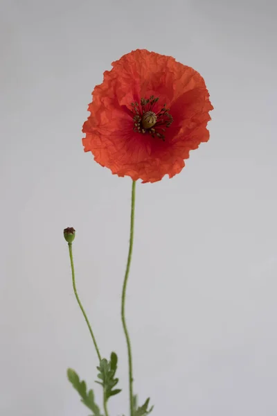 Hermosa Amapola Roja Sobre Fondo Blanco —  Fotos de Stock