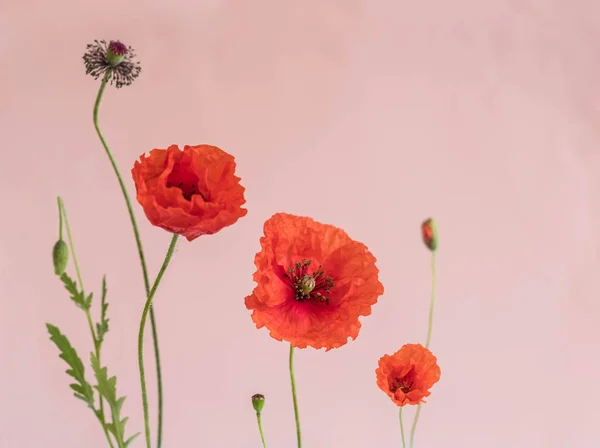 芽と葉 ピンクの背景の美しい赤いケシ — ストック写真