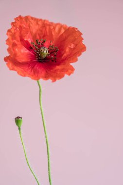 Pembe bir arka plan üzerinde onun bud ile güzel kırmızı gelincik