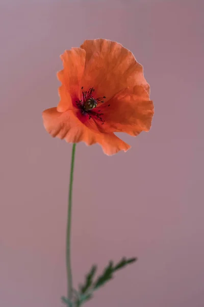 Hermosa Amapola Roja Sobre Fondo Rosa —  Fotos de Stock