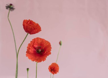 Pembe bir arka plan üzerinde onun tomurcukları ile güzel kırmızı haşhaş