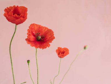 Güzel kırmızı haşhaş tomurcukları ve pembe bir arka plan üzerinde yaprakları ile