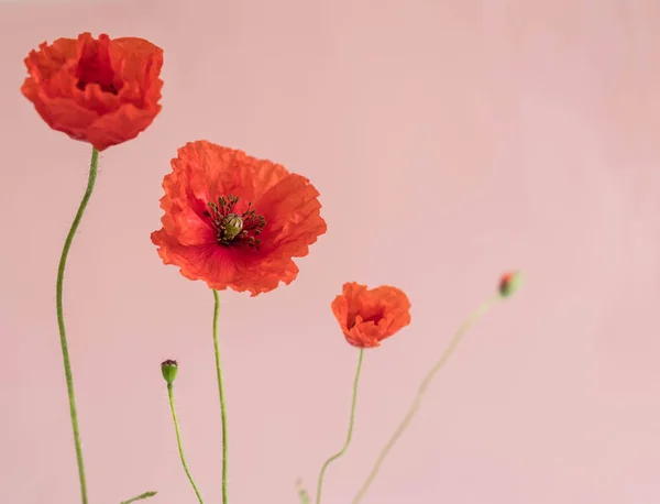 Όμορφες Κόκκινες Παπαρούνες Μπουμπούκια Και Φύλλα Ροζ Φόντο — Φωτογραφία Αρχείου