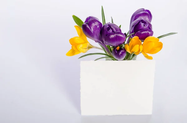 Beau Bouquet Crocus Jaunes Violets Avec Carte Papier Pour Texte — Photo