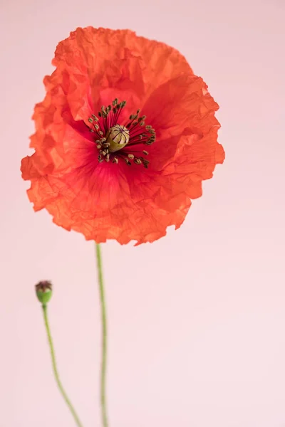 Bela Papoula Vermelha Com Seu Botão Fundo Rosa — Fotografia de Stock