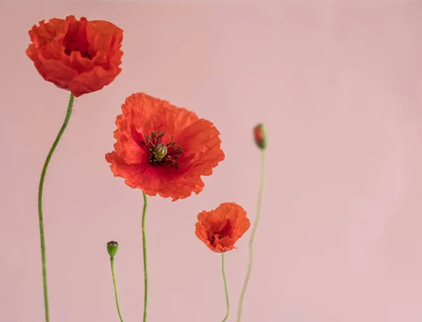 Belas Papoulas Vermelhas Com Seus Botões Fundo Rosa — Fotografia de Stock