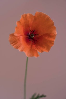 Pembe bir arka plan üzerinde güzel kırmızı gelincik