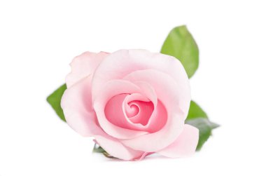 pembe Gül beyaz arka plan üzerinde izole tek tomurcuğu