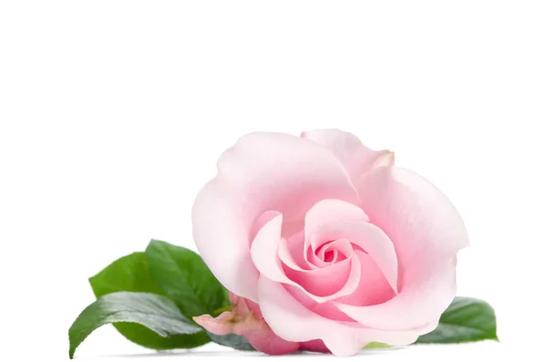 Único Botão Rosa Rosa Isolado Fundo Branco — Fotografia de Stock
