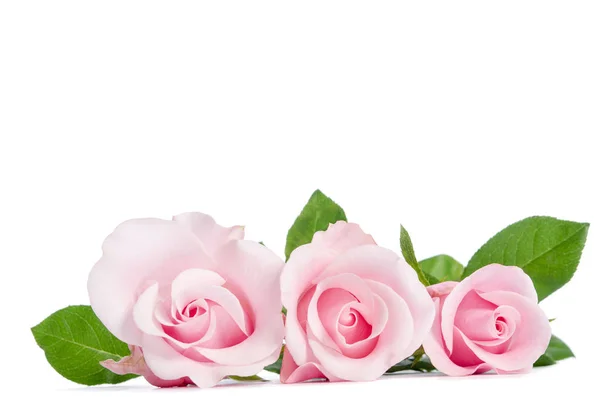 Tři Růžové Růže Ležící Bílém Pozadí — Stock fotografie