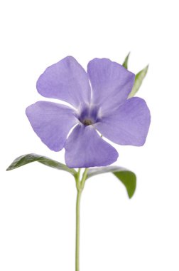 menekşe çiçeği beyaz arkaplanda izole