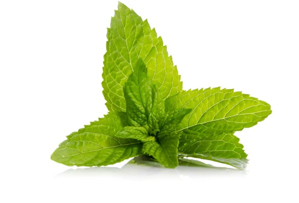 Green Leaves Fresh Mint Isolated White Background — Stock Photo, Image