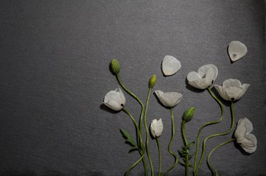 gri arka plan üzerinde beyaz haşhaş