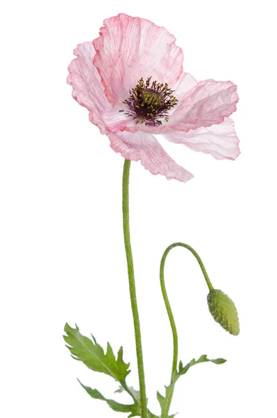 Één Papaver Geïsoleerd Witte Achtergrond — Stockfoto