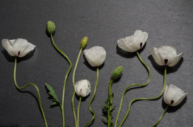 gri arka plan üzerinde beyaz haşhaş