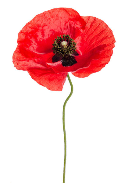 Single poppy isolated on white background.
