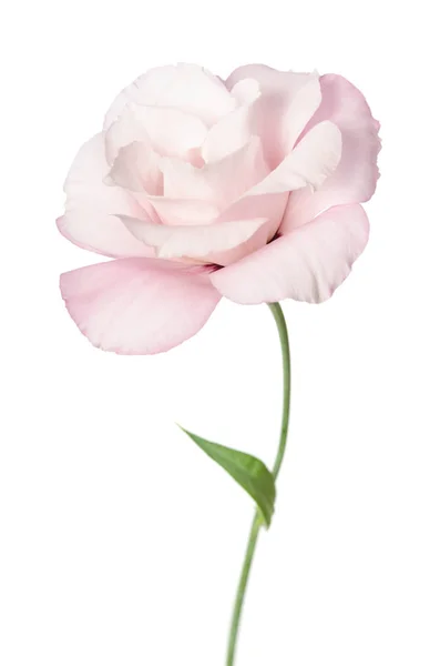 Bellissimo fiore di eustoma isolato su sfondo bianco — Foto Stock