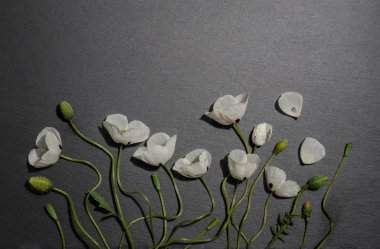 gri arka plan üzerinde beyaz haşhaş