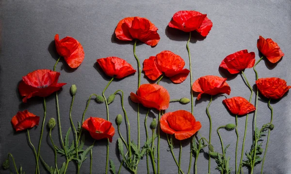 Amapolas rojas sobre fondo gris —  Fotos de Stock