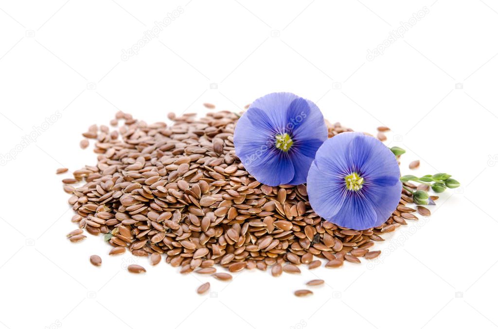 Beautiful flowers of flax with seeds isolated  on white backgrou