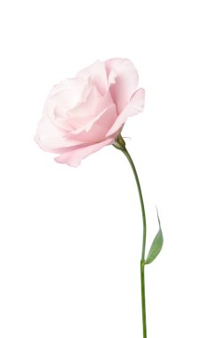 Güzel Eustoma çiçeği beyaz arkaplanda izole edilmiş.