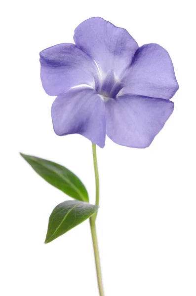 Flor periwinkle isolado no fundo branco — Fotografia de Stock
