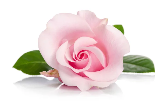 Jeden bud růžové růže izolovaných na bílém pozadí — Stock fotografie