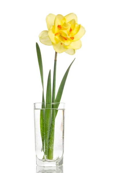 Ένα λουλούδι κίτρινου νάρκισσου σε γυάλινο βάζο απομονωμένο σε λευκό — Φωτογραφία Αρχείου