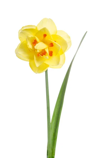 Flor única de narciso amarelo isolado sobre fundo branco — Fotografia de Stock