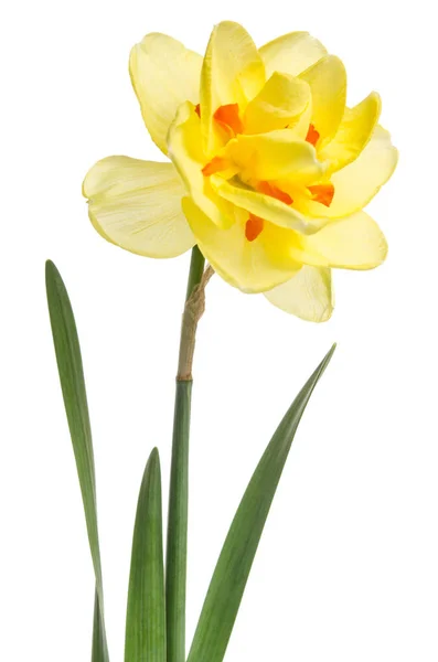 白い背景上に分離されている黄色い水仙の一輪の花 — ストック写真