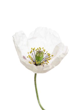 Beyaz arka plan üzerinde izole tek haşhaş.