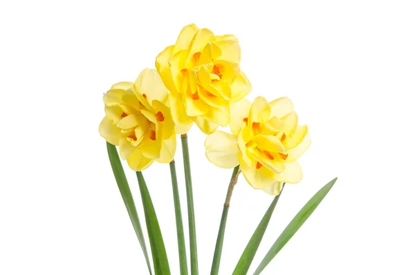 Bouquet de jonquilles jaunes isolé sur fond blanc — Photo