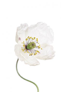 Beyaz arka plan üzerinde izole tek haşhaş.