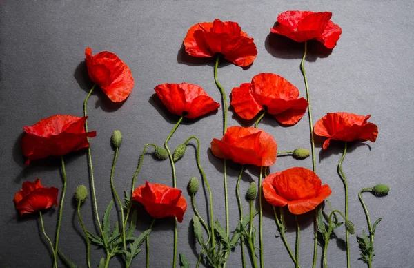 Rote Mohnblumen auf grauem Hintergrund — Stockfoto