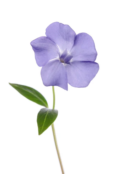 Periwinkle flower isolated on white background — Stock Photo, Image