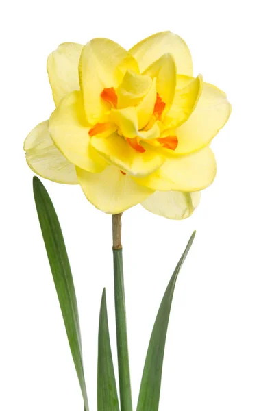 Flor única de narciso amarelo isolado sobre fundo branco — Fotografia de Stock