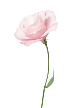 Güzel Eustoma çiçeği beyaz arkaplanda izole edilmiş.