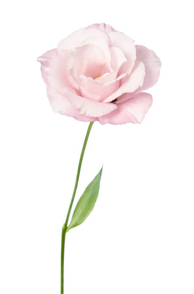 하얀 배경에 고립되어 있는 아름다운 우 초아 꽃 — 스톡 사진