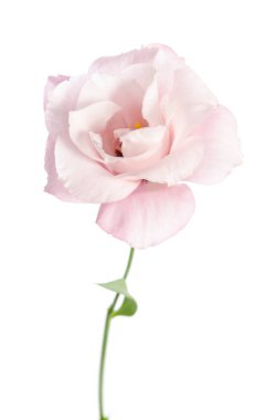 Güzel Eustoma çiçeği beyaz arkaplanda izole edilmiş.