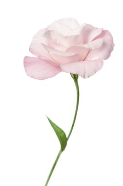 Güzel Eustoma çiçeği beyaz arkaplanda izole edilmiş.